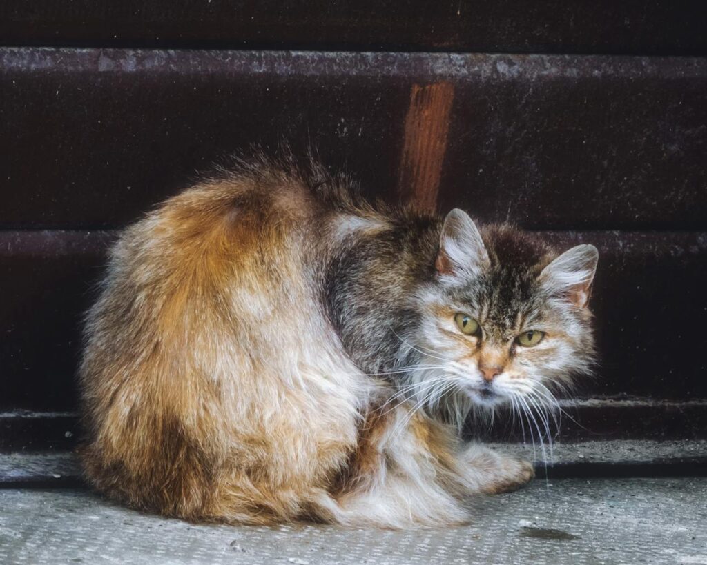 Close-Up Shot of a Stray Cat