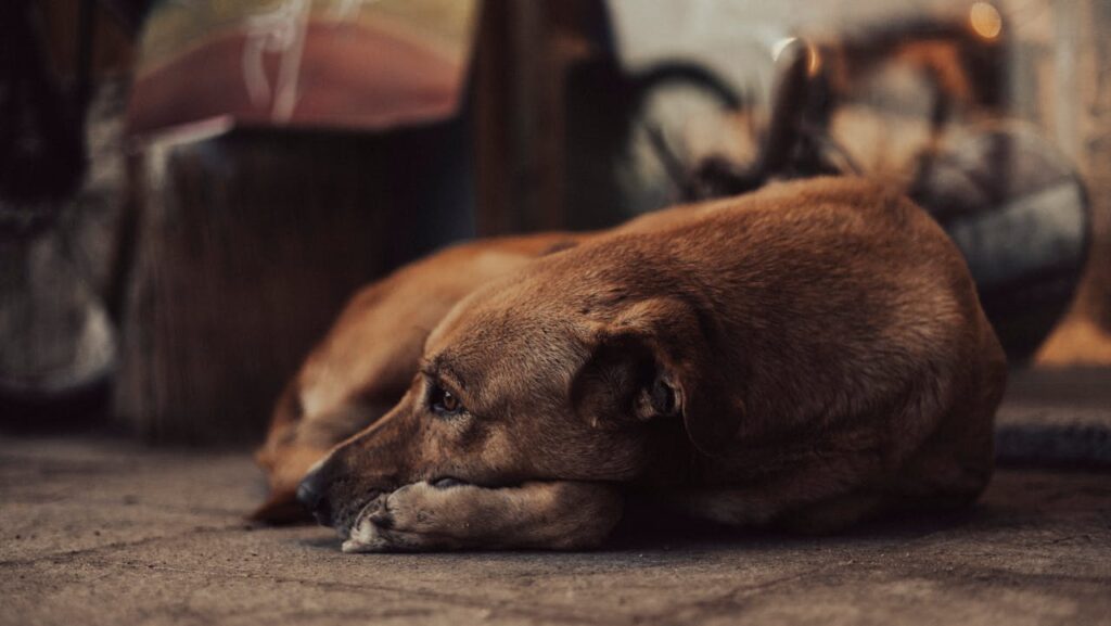 Close-Up Shot of a Stray Dog