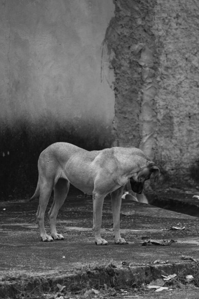 Stray Dog in Black and White